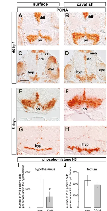 Fig. 3. Increased proliferation in the preoptic region andhypothalamus of cavefish embryos is Shh-dependent.with 20 embryos; Student’s controls