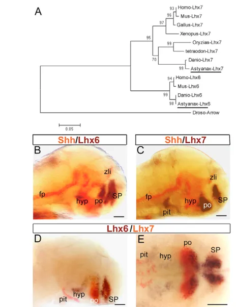 Fig. 4. Phylogenetic analysis and expression domains of Lhx6 andLhx7 in Astyanax. (A) Lhx6 and Lhx7 sequences from different specieswere aligned and a phylogenetic tree was constructed