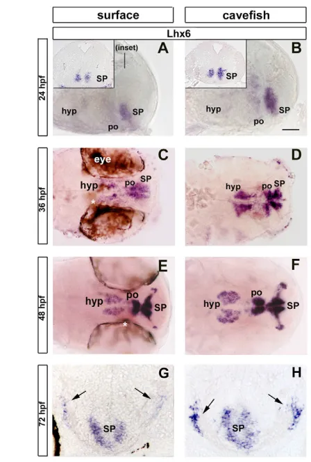 Fig. 6. Lhx6 expression is enlarged in cavefish, especially incolumns of cells extending from the SP