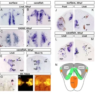 Fig. 7. Characterisation of Lhx6which gene expression is indicated on the left,with corresponding anatomical regions on theright