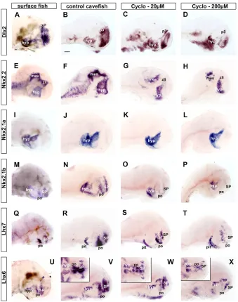 Fig. 8. Forebrain neuronal patterningdifferences observed in cavefish areShh-dependent