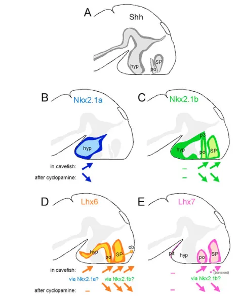 Fig. 9. A summary of gene expression differences in thedeveloping forebrain of cavefish and surface fish embryos.in grey