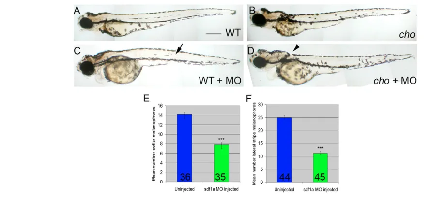 Fig. 10. Morpholino-mediated knock-down of sdf1a generates melanophore patterning defects in 55 hpf embryos