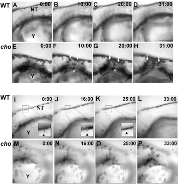 Fig. 2. Timelapse microscopy of 48