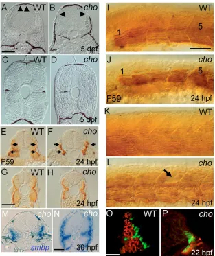 Fig. 4. Somite defects in cho mutants.(A-D) Transverse sections of 5 dpf embryos reveal