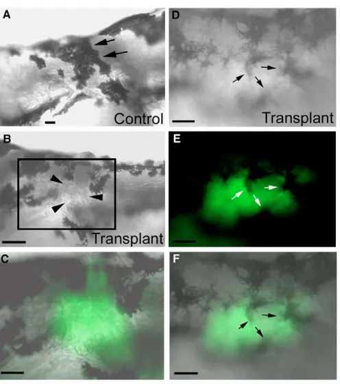 Fig. 6. The cho mutant melanophore collar defects are caused by