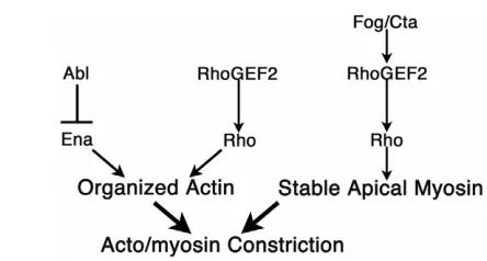Fig. 8. A mechanistic model of ventral furrow formation.