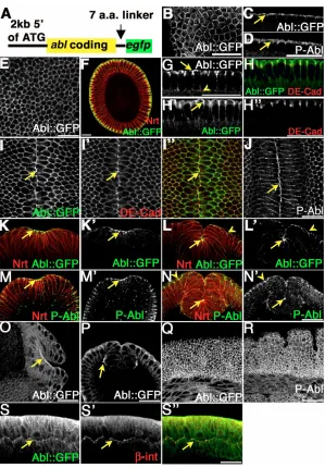 Fig. 2. Abl localization and activity. Wild-type or(B) Grazing-section. (C,D) Cross-sections showing apicalAbl::GFP (C, arrow) and apical phosphorylated Abl (P-Abl;D, arrow)