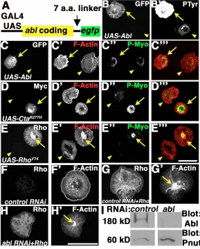 Fig. 5. In S2 cells, Abl promotes actin accumulationwhile Cta promotes myosin accumulation.from the S2 cells shown in G-Hactin, but show no change in Myo-Rho