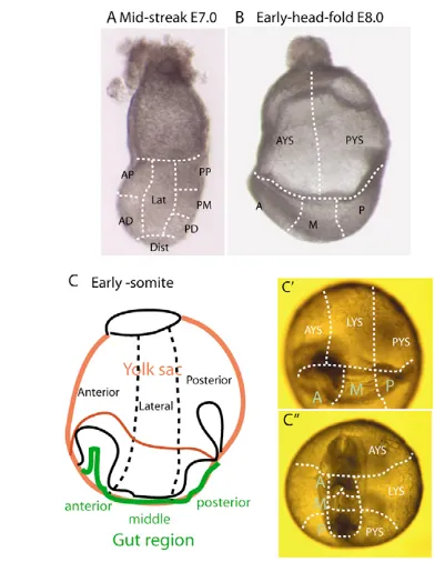 Fig. 1. Sites of electroporation and domains in the endoderm forfate mapping experiments