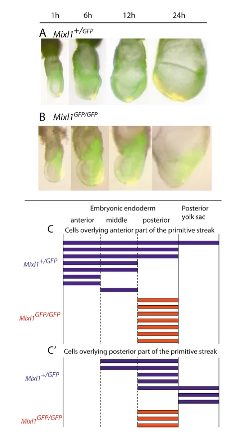 Fig. 5. Allocation of the endoderm to the dorsal and ventral cellpopulation of the embryonic foregut.spatial correlation of medial and lateral divisions of the anteriorendoderm of the late-bud-stage embryo (D, lateral view showing expression in the anterio