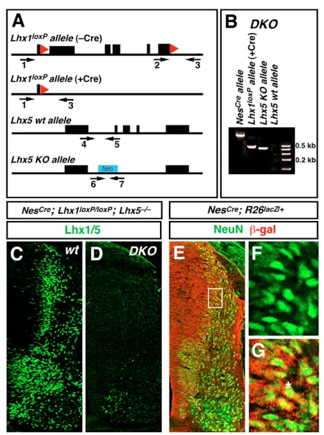 Fig. 3. Generation and testing of conditional Lhx1; Lhx5expression is nearly completely abolished in the with the exception of a few ventral Lhx1(green) in E (box) showing colocalization with band