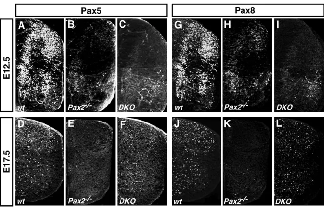 Fig. 9. Expression of Pax5cord. (Pax8 expression dorsally. Some Pax8 expressionis retained ventrally in the Pax5E17.5, Pax5 expression is partially lost in theDKOabolished in cords.Pax2 and Pax8 isdownregulated in DKO and Pax2–/– spinal (A-C) Pax5 expressi