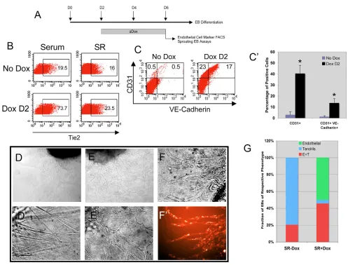 Fig. 7. Augmented endothelial generation by GATA2.) GATA2 induction scheme in differentiating EBs and formation of endothelial cells.magnification of sprouting iGATA2 EBs demonstrating uptake of DiL-Ac-LDL by endothelial cells