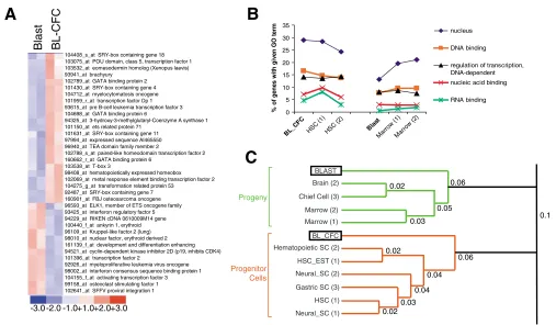 Fig. 1. Molecular profile of the hemangioblast and relationship to other stem cells. (A) The 37 genes representing the GO term ‘regulation