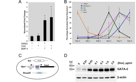 Fig. 2. GATA2 in differentiating ES cells and the generation of inducible ES cells. (A) Rapid induction of Gata2 upon short-term treatment