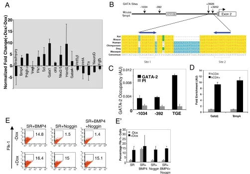 Fig. 3. Enforced GATA2 results in an increase in mesodermal gene expression. (Bmp4stained for hCD4 expression and sorted into hCD4crosslinked with 1% formaldehyde and processed to examine GATA2 occupancy at the three conserved consensus GATA-factor-binding