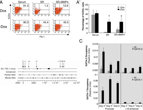 Fig. 4. GATA2 regulates Scl expression. (shows GATA2 occupancy, measured against a standard curve of input dilutions