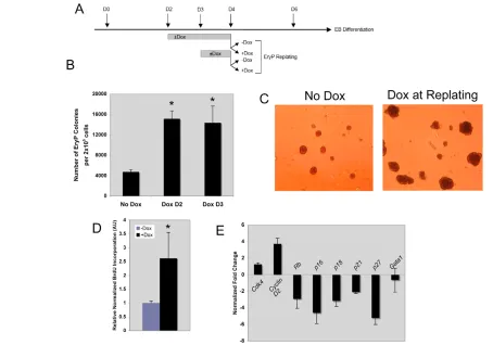 Fig. 6. Augmented EryP generation and cell proliferation by GATA2. (Dox during EryP colony formation