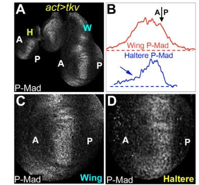 Fig. 2. tkv-independent Dpp signaling differences in the wingand haltere. (A) Wing and haltere discs in which tkv is uniformlyexpressed from the Actin 5C promoter (act>tkv)