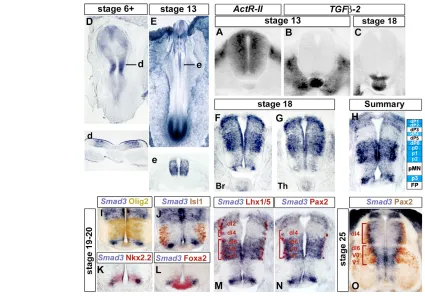 Fig. 1. Expression of TGF�anti-Lhx1/5 assigns Smad3-expressing domains to V1-dI6, dI4 and dI1-2