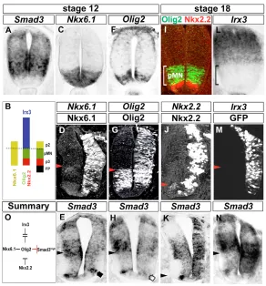 Fig. 2. Regionalized expression of Smad3 depends onpatterning genes.proteins that prevent the maintenance of Smad3 expression(M) induces Smad3 expression within the pMN domain (N).(of Smad3 along the DV axis (K)