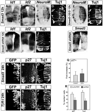 Fig. 3. Smad3 activity reduces expression