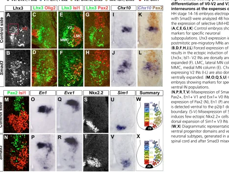 Fig. 7. Smad3 activity promotes