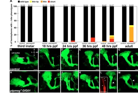 Fig. 4. ptpmegptpmeg is required to prevent the retraction of MB dorsal lobe axons. (A) Dorsal MB lobe defects in control and1/Df(3L)ED201 animals over developmental time