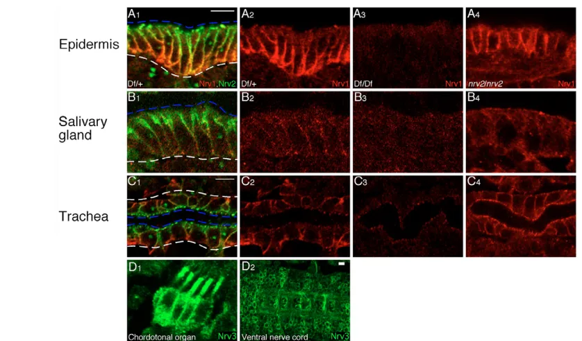 Fig. 1. Drosophilaextended apically into the region normally occupied by SJs (A4,B4,C4)