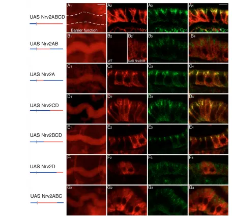 Fig. 3. Multiple regions of the Nrv2 extracellular domain are required for function. (domain and the Nrv3IT domains (Nrv2ABCD) rescues tracheal tube size and paracellular barrier function (A1 and see Fig