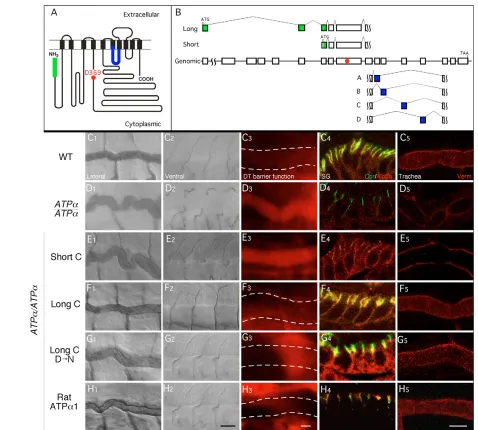 Fig. 4. Rat �93A that generates numerous isoforms by alternative splicing (B). Splice forms differ in the N-terminal 39 aa (green) and in a mutually exclusiveexon (blue)