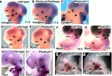 Fig. 2. Defectivespeciﬁcation of ﬁrstbranchial archundifferentiated coremesoderm in Pitx2 mutants.A-C) Myogenin and (D,E)