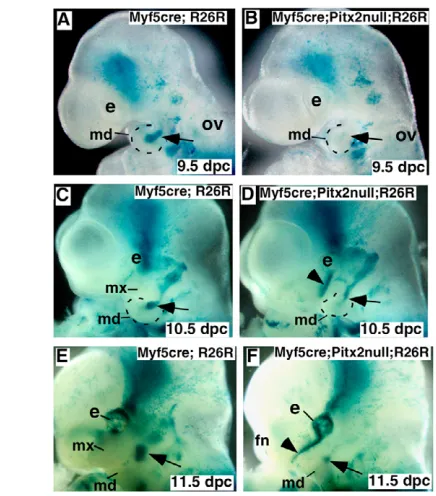 Fig. 3. Speciﬁed, Myf5-positive myoblasts are drastically reducednull 
