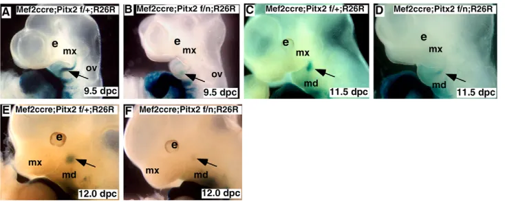 Fig. 8. Ablation of Pitx2 in