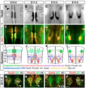 Fig. 1. Tbx20 is expressed by branchiomotor and
