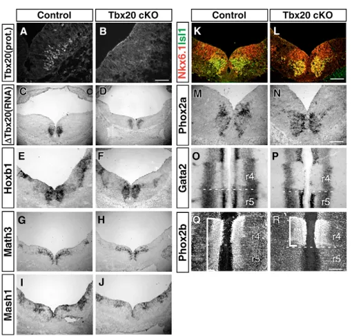 Fig. 3. BM/VM cells lacking Tbx20 do not convert their fate intosomatic motor neurons