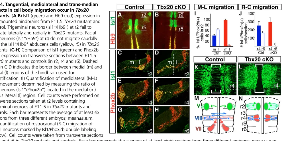 Fig. 4. Tangential, mediolateral and trans-median