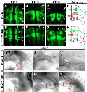 Fig. 5. BM and VM neurons in Tbx20 mutants