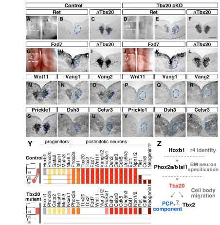 Fig. 8. PCP pathways are impaired in Tbx20 on data presented here and elsewhere (reviewed by Chandrasekhar, 2004)