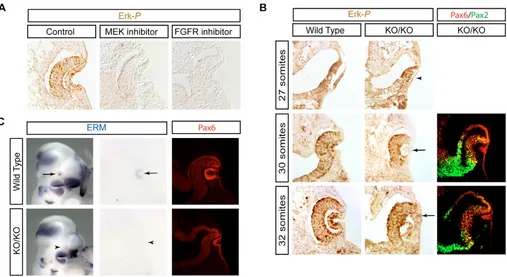 Fig. 8. Loss of FGF signaling in Ndst1(was expressed in wild-type, but not in homozygouslenses, but not in embryos treated with MEK- or FGFR-inhibitors