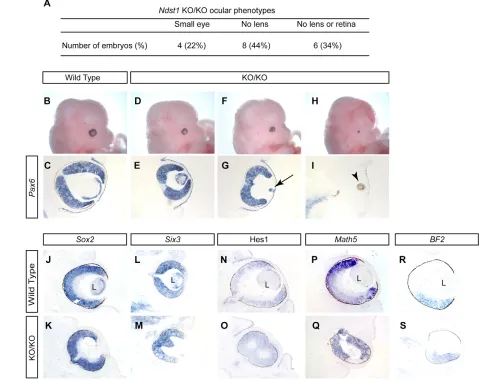 Fig. 2. Ndst1performed on E14.5 embryos. -mutant ocular phenotypes. (A) The range of ocular phenotypes observed in E12.5 to E17.5 Ndst1KO/KO embryos