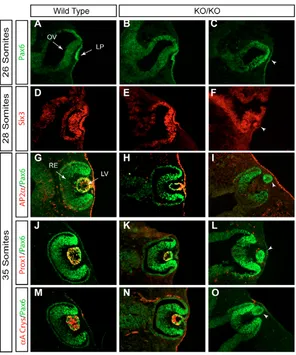 Fig. 4. Expression of lens-speciﬁc genes in Ndst1severely affected mutant lens vesicles (arrowheads inI,L,O)