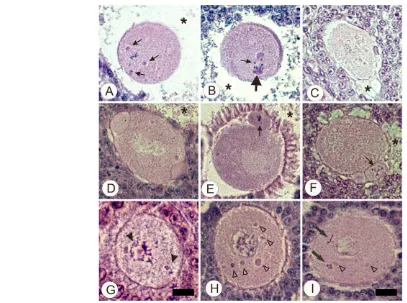Fig. 3. Post-pachytene knockdown of Cpebwere processed for histology as described above