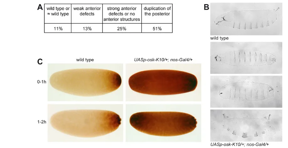 Fig. 5. Characterization of embryonic phenotypes caused by overexpression of oskUASp-osk-K10/+; nos-Gal4/+B