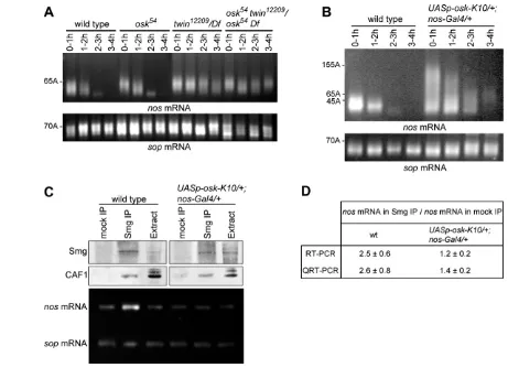 Fig. 6. Osk prevents nosimmunoprecipitations. Similar results were obtained from an independent set of immunoprecipitations (mean of six RT-PCR: 2.9 in wild-typeembryos, versus 1.3 in embryos overexpressing indicated (ratio of K10/+; nos-Gal4/+mRNA enrichm