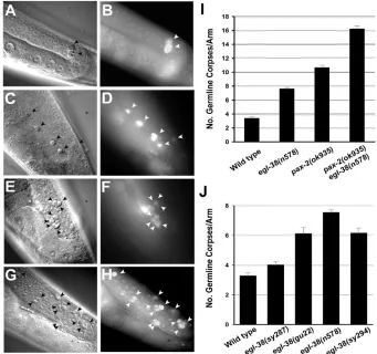 Fig. 1. C. elegans Pax2/5/8 mutantshave increased germline cell apoptosis.(A-H) Nomarski DIC (A,C,E,G) and