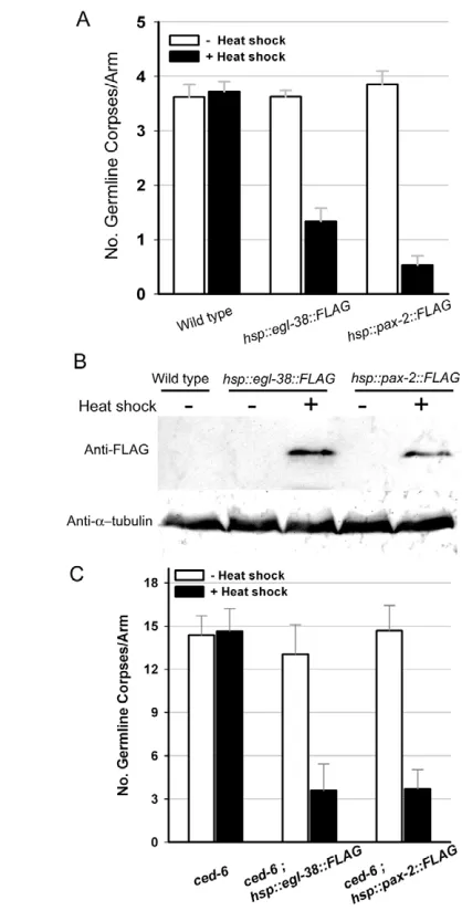 Fig. 2. Induced expression of C. elegans Pax2/5/8defective mutant background (FLAG-tagged proteins