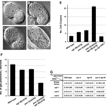 Fig. 4. Regulatory pathways that inﬂuence germline celldeath.engulfment. Germ-cell corpses were quantiﬁed as describedin Materials and methods