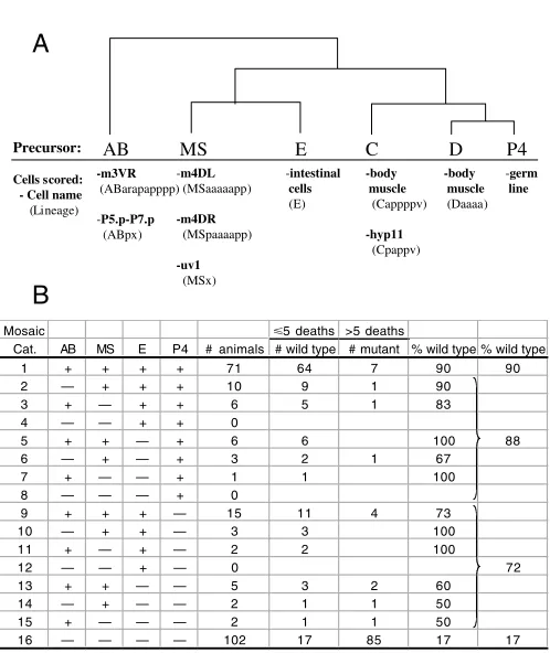 Fig. 5. Mosaic analysis for egl-38 function. (A) Cell lineage chart ofthe early cell divisions in C